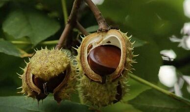 Penggunaan buah berangan untuk rawatan prostatitis
